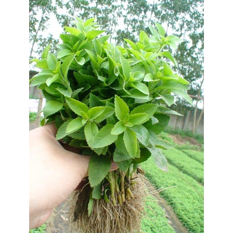 Hạt giống cỏ ngọt stevia KNS3466 - Gói 20 hạt