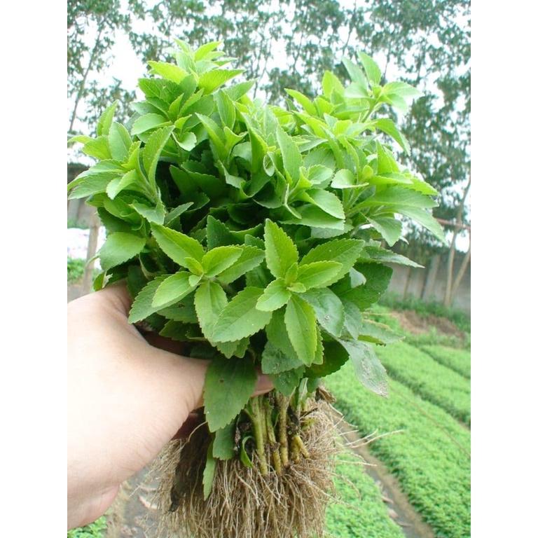 Hạt giống cỏ ngọt stevia (cúc ngọt) KNS3466 - Gói 20 hạt