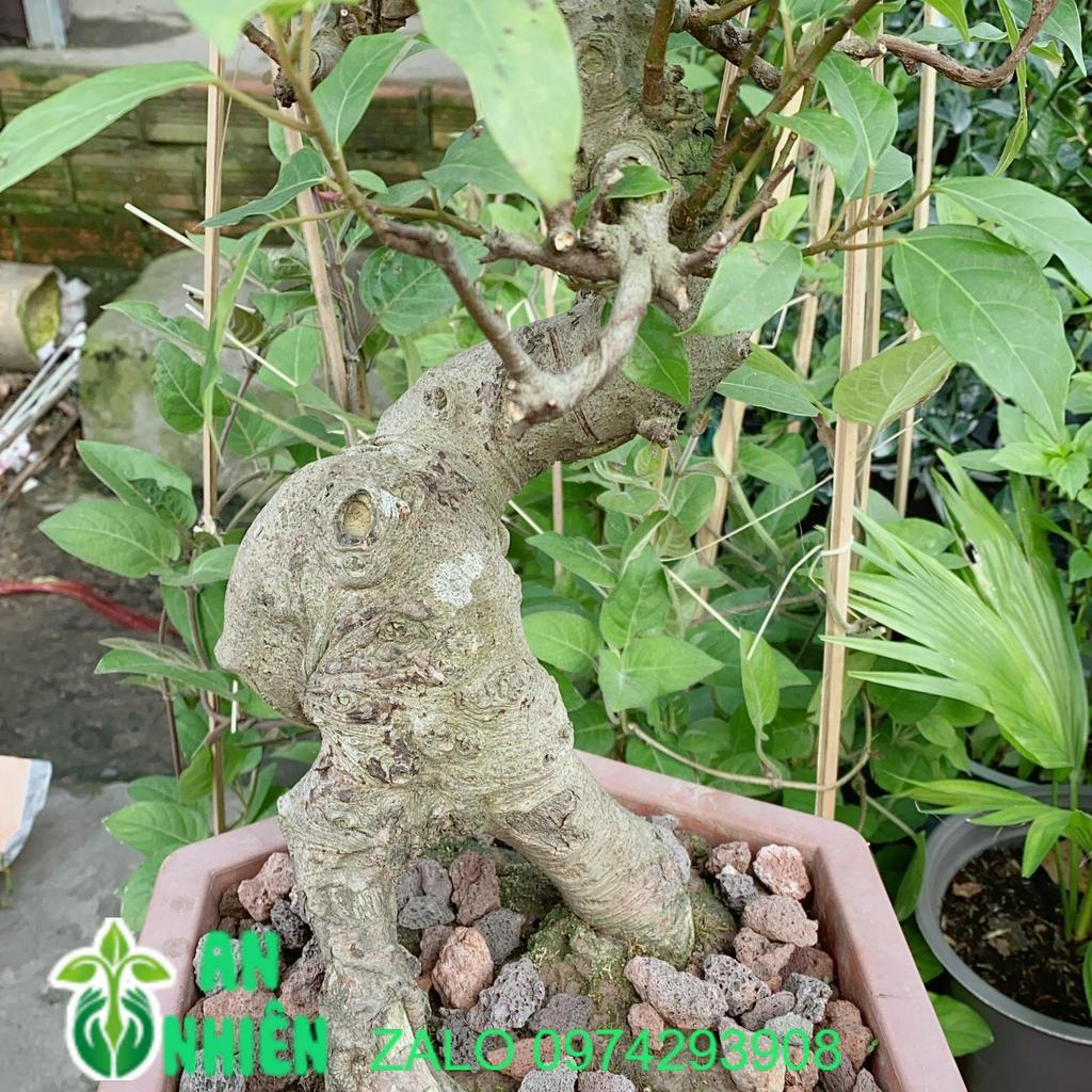 Chậu Sung Bonsai Size Lớn