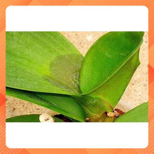 Thuốc chống thối nhũn Poner cho hoa lan và các loại cây trồng