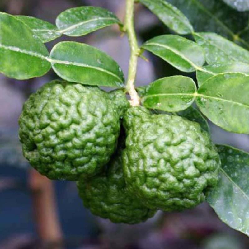 Cây giống chanh chúc, chanh thái cây ươm từ hạt