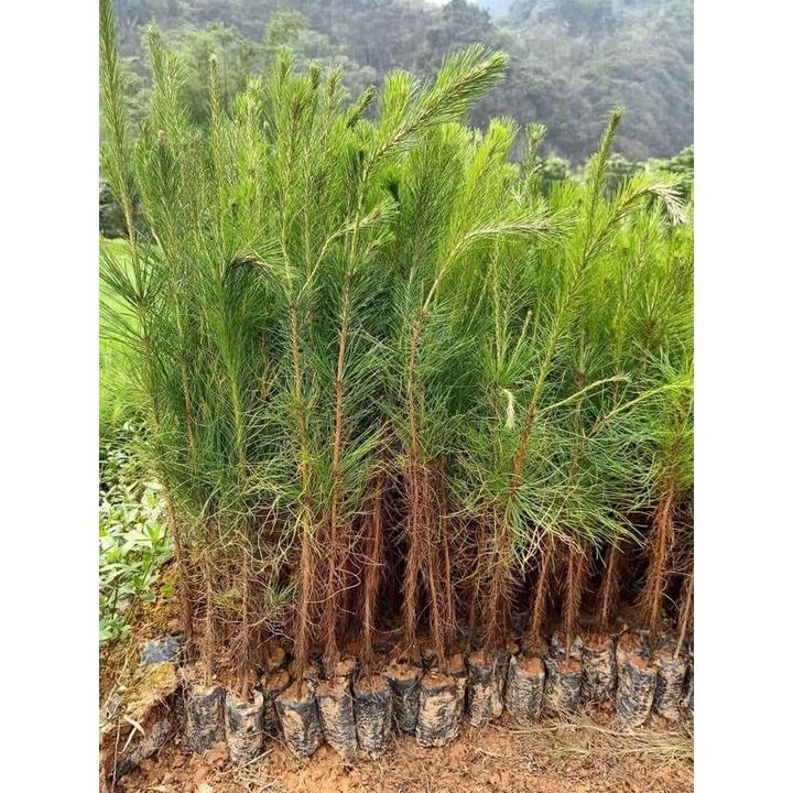 100gram hạt giống cây thông 2 lá