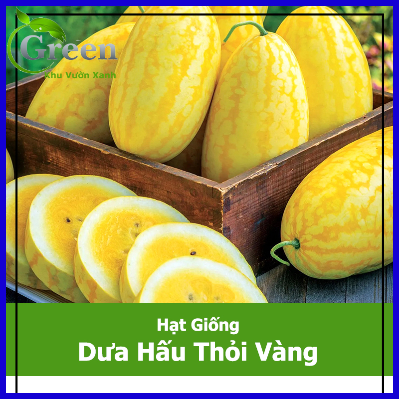 Hạt Giống Dưa Hấu Thỏi Vàng