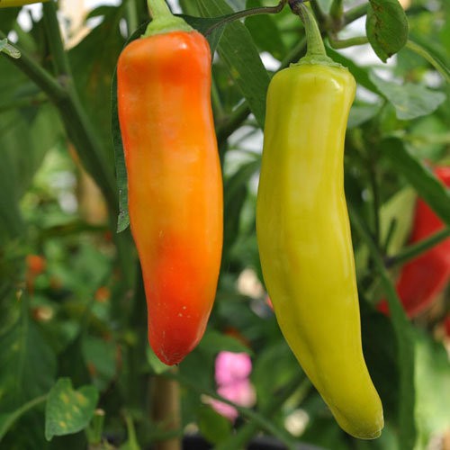 Hạt giống ớt sừng vàng Banana cao sản - gói 15 hạt