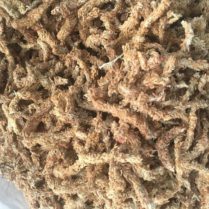 100g Rêu sâu Chile giữ ẩm cho lan