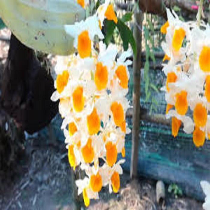 1 chậu hoa lan KIỀU CAM hàng rừng TÂY BẮC thuần chậu siêu to, hoa siêu đẹp