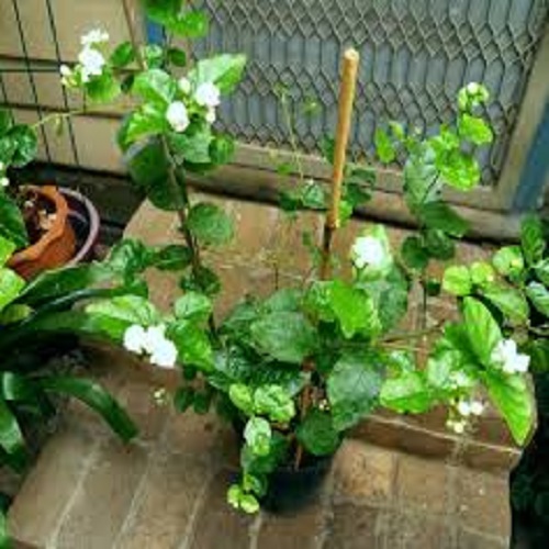 Combo 4 bầu cây giống hoa nhài cổ siêu thơm