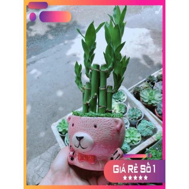 Chậu Trúc Phát Tài Gấu Hồng