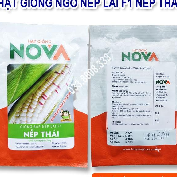 Hạt Giống Ngô Nếp To Tròn Đều Hạt Lai Nova 50gram