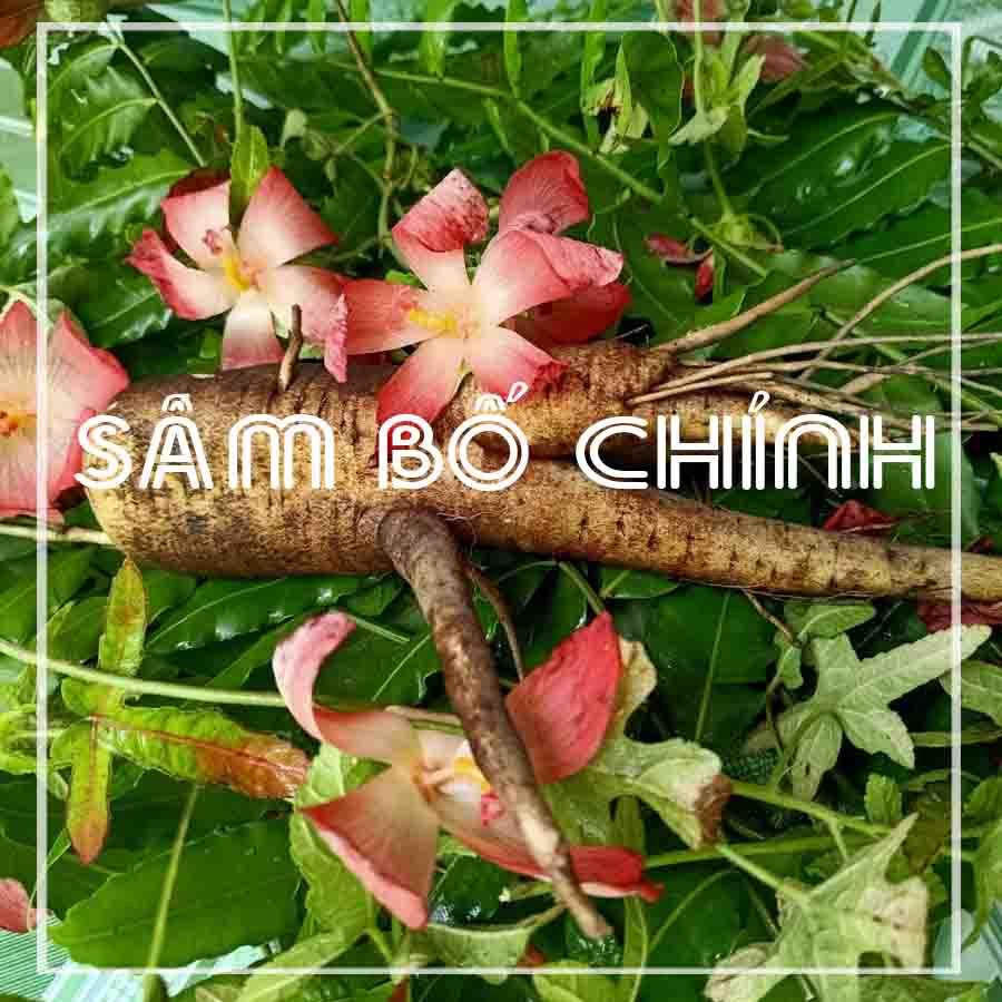 SÂM BỐ CHÍNH khô sắt lát đóng gói 500g - Hàng Công Ty loại 1