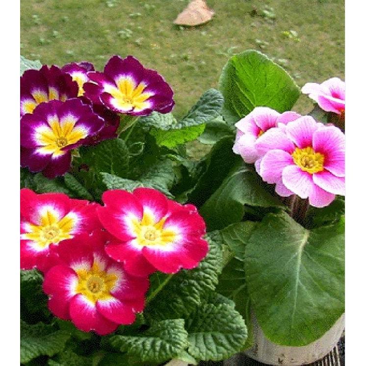 Hạt giống hoa báo xuân mix màu -gói 5 hạt