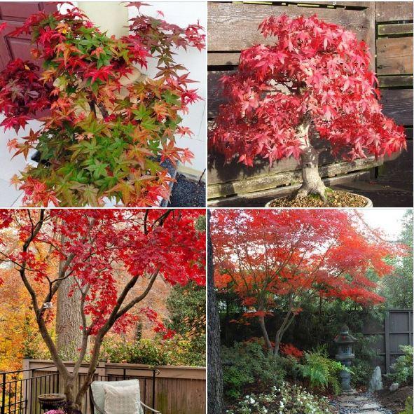 Combo 2 gói Hạt giống cây Phong Lá Đỏ Nhật Bản-gói 10 hạt/tặng kèm gói phân bón lót