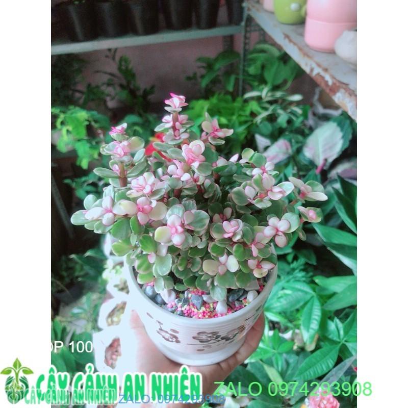 Chậu Cây Cành Vàng Lá Ngọc