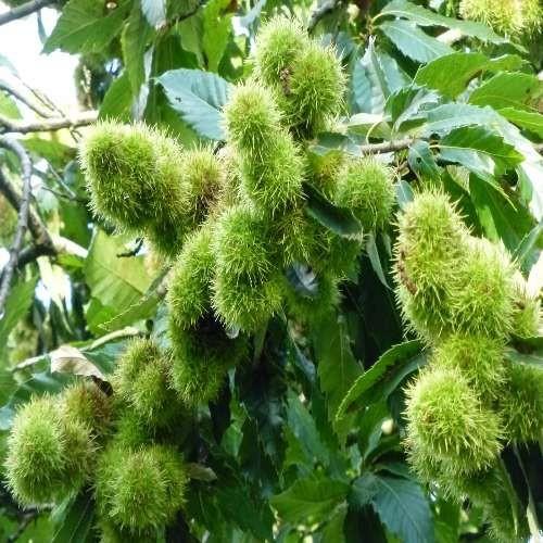 CÂY GIỐNG CÂY HẠT DẺ TRÙNG KHÁNH