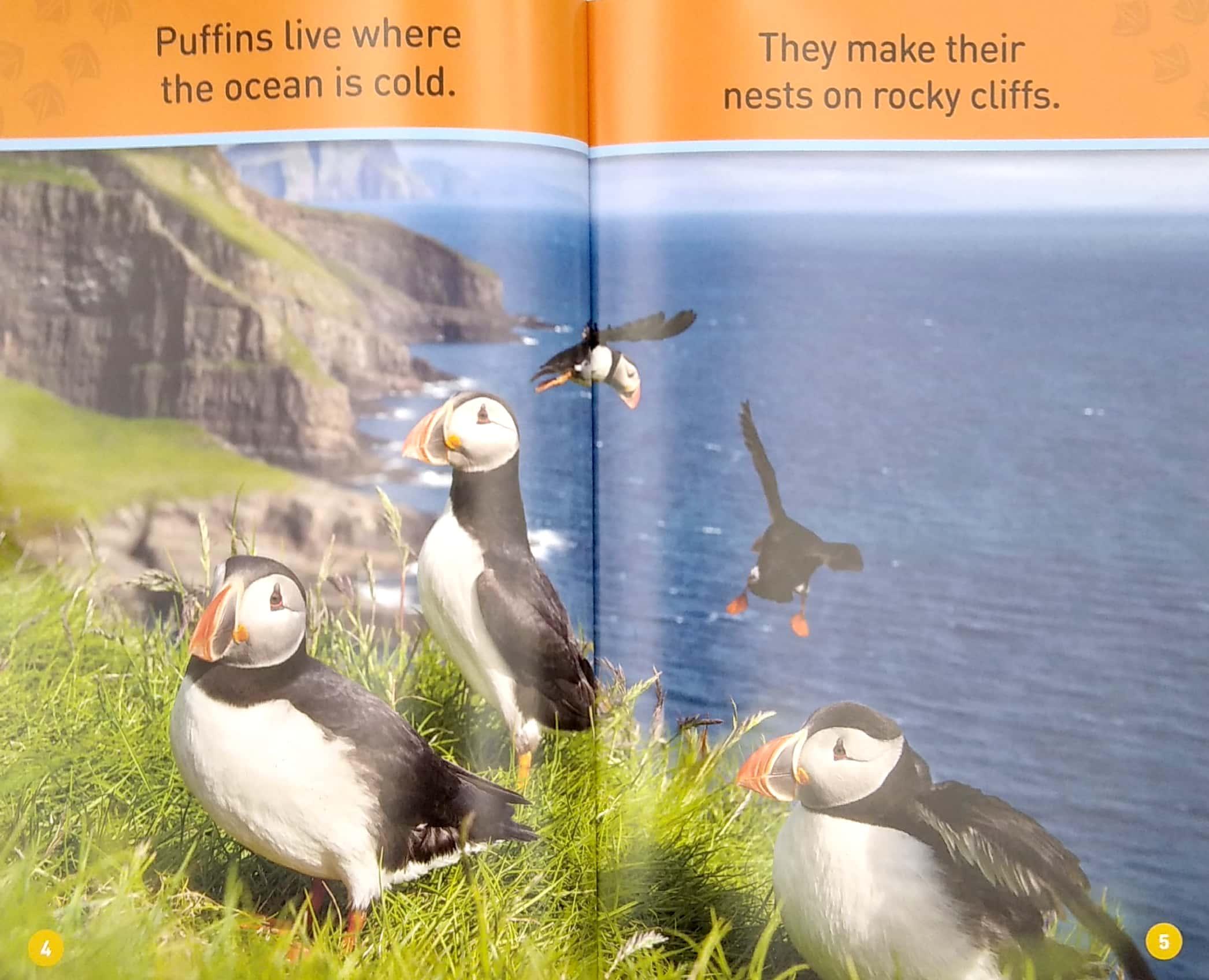 Puffins (Pre-Reader) (National Geographic Readers)