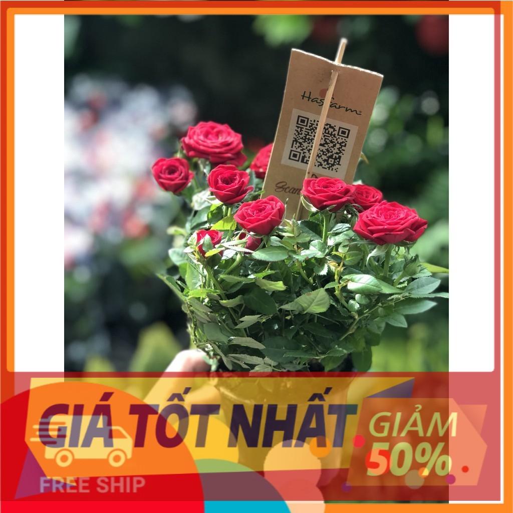 Hồng Siêu Nụ Hasfarm