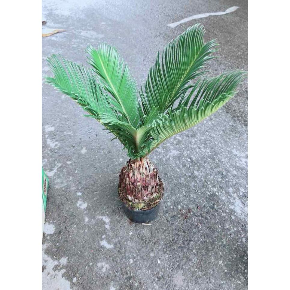 Chậu Vạn Tuế Bán Chạy