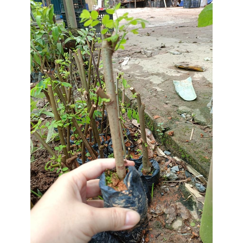 Combo 2 cây giống phèn đen
