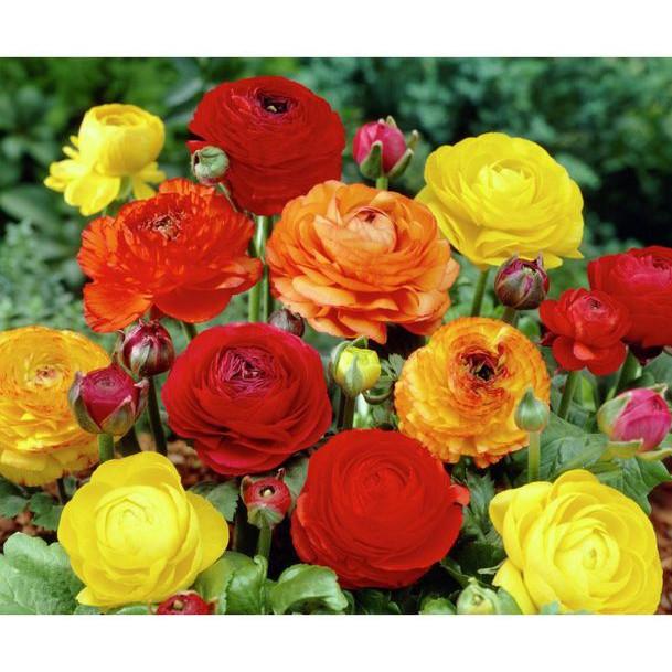 Hạt giống hoa Hồng Ri Ba Tư mix 5 hạt/gói