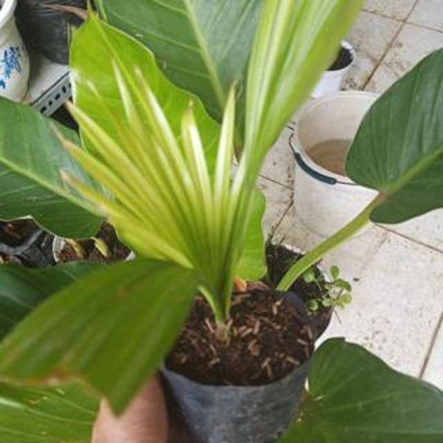 Cây cọ cảnh, giống cọ cảnh, cây to tán rộng gốc đẹp