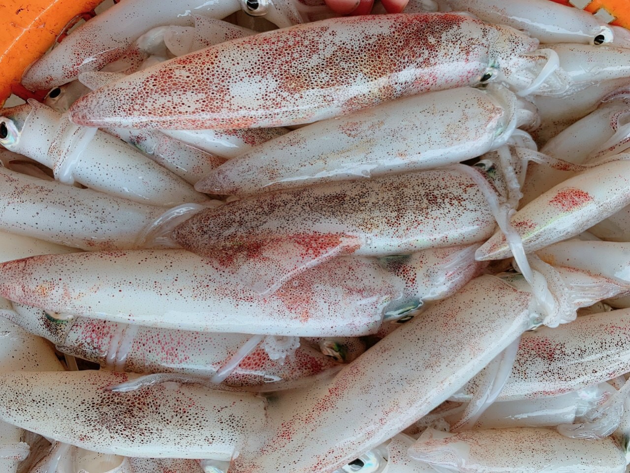 Mực ống tươi 12-14con - Khay 500g