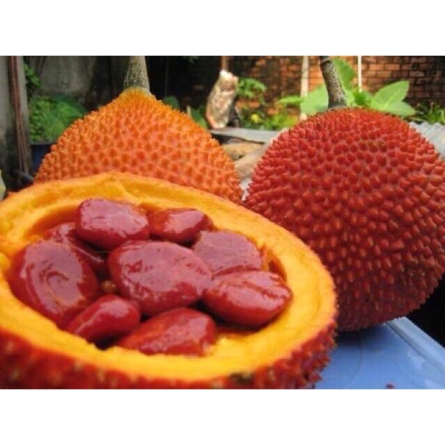 Cây giống Gấc nếp cao sản