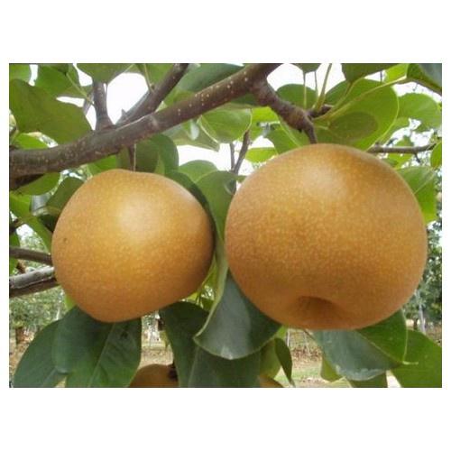 CÂY GIỐNG Cây Lê Nâu