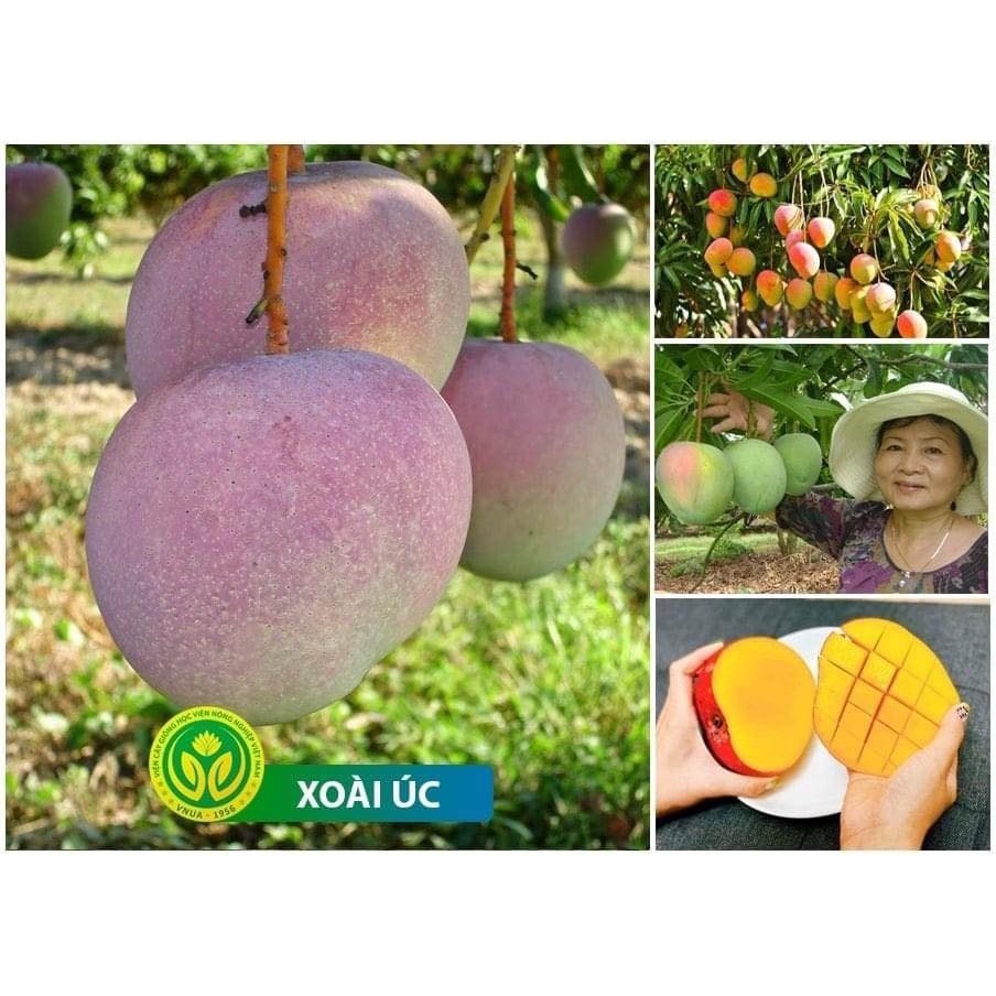 Cây Giống Xoài Úc