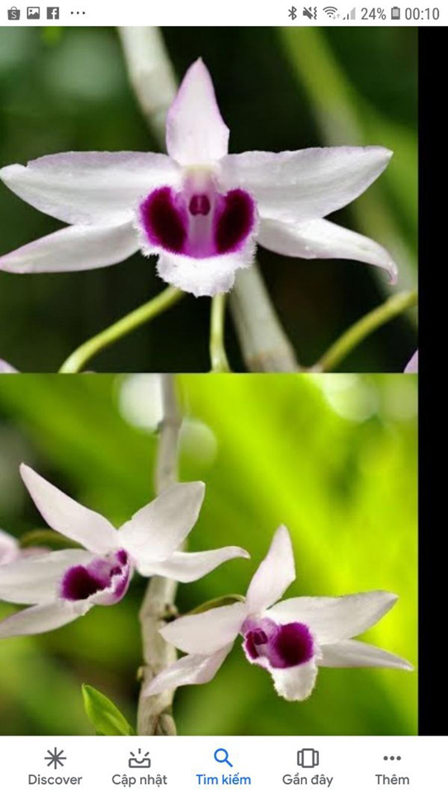 Combo 2 cây hoa lan - phi điệp phi 21 hòa bình