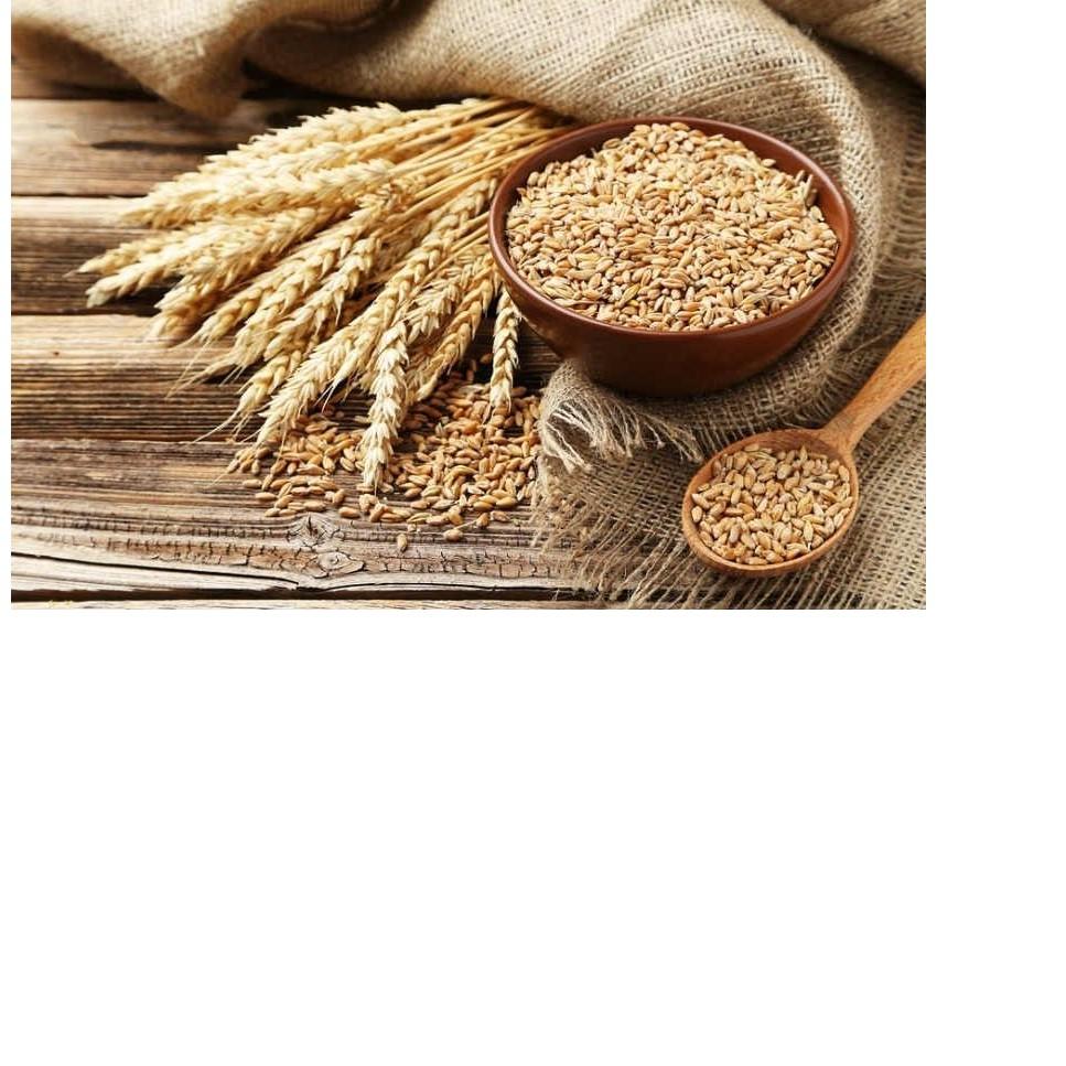 Yến mạch ăn liền Oat cho thú nhỏ