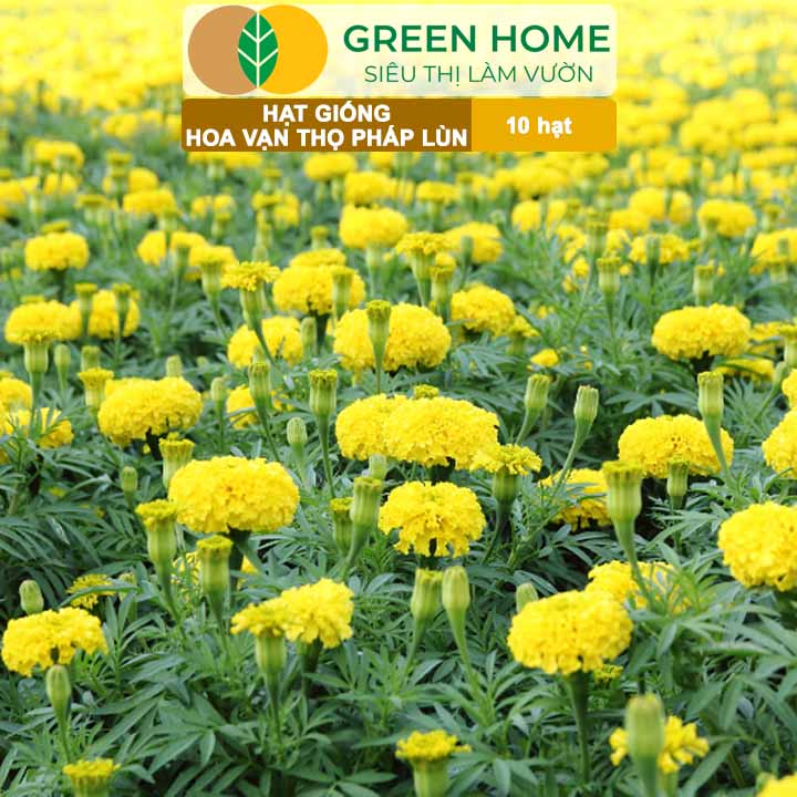 Hạt Giống Hoa Vạn Thọ Pháp Lùn F1 Vàng Chanh GreenHome, Gói 10 hạt, Dễ Trồng Quanh Năm, Trồng Chậu H19