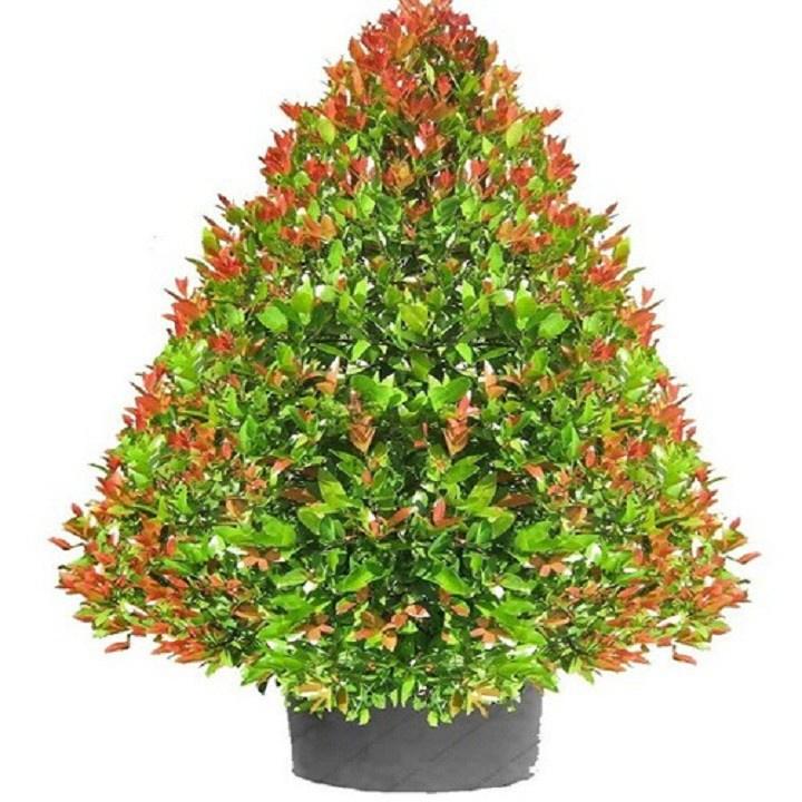 Cây hồng lộc , vạn lộc , hồng phát , phát lộc