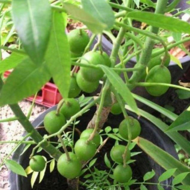 Cây giống cóc Thái, giống cóc Thái và kỹ thuật trồng sai quả