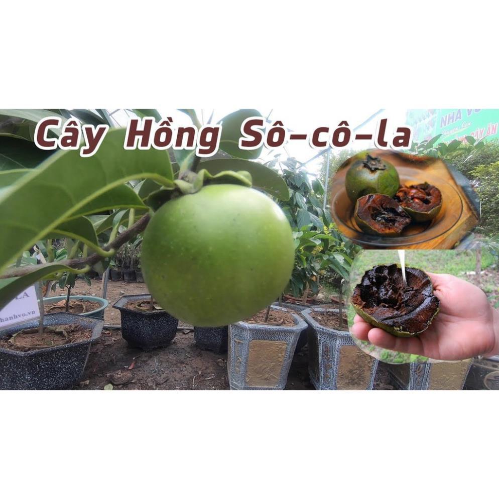 CÂY GIỐNG HỒNG ĐEN SOCOLA NHIỆT ĐỚI SIÊU NGON, CAM KẾT CHUẨN GIỐNG F1