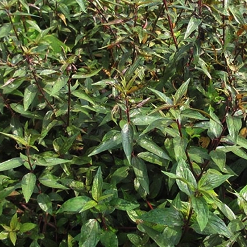 Cây dòi thân tím (Cây thuốc dòi - Cây bọ mắm - Cây dòi tím) - Sản phẩm khô làm trà - Gói 1kg