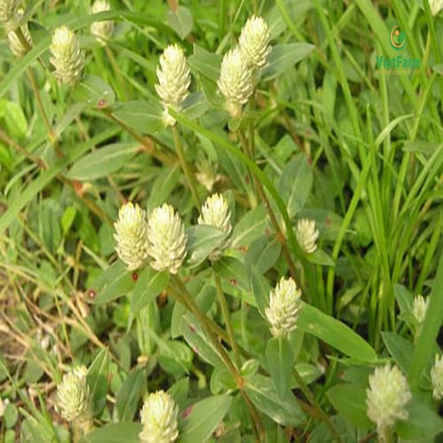Cây Nở Ngày Đất Khô