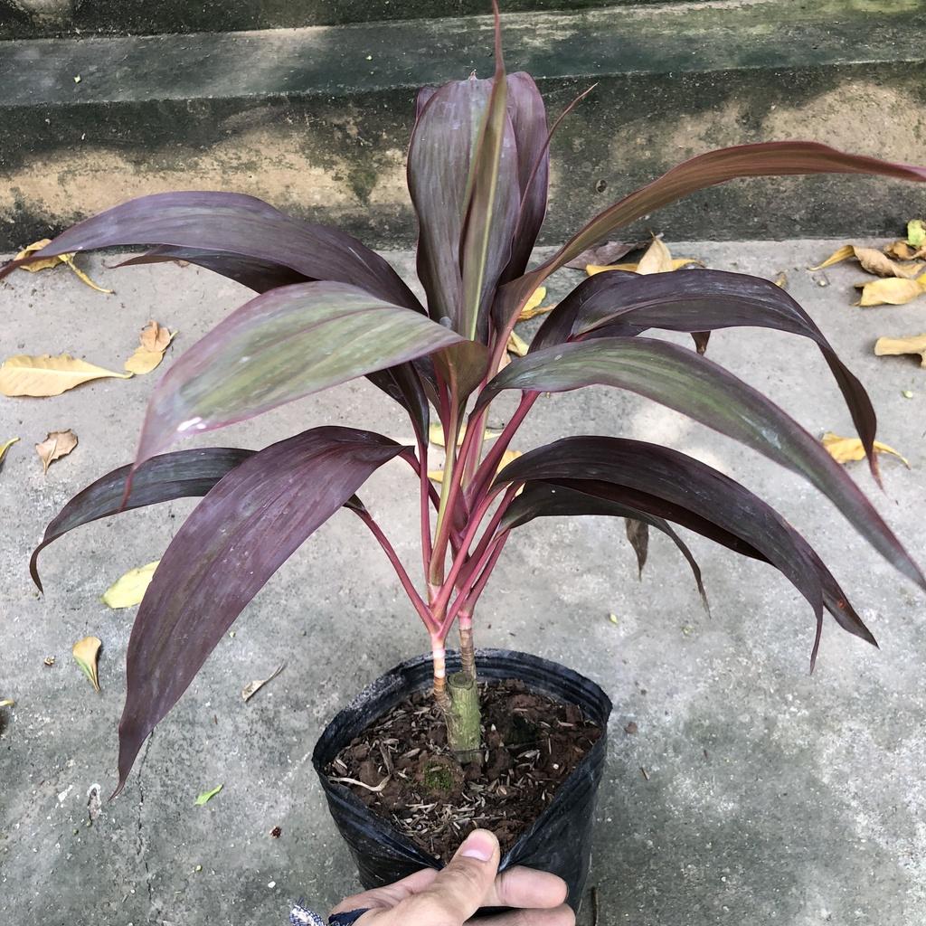Cây huyết dụ thái lá to, chiều cao 25cm mang sắc đỏ thẫm của lá sức sống mãnh liệt thích hợp trang trí cảnh quan
