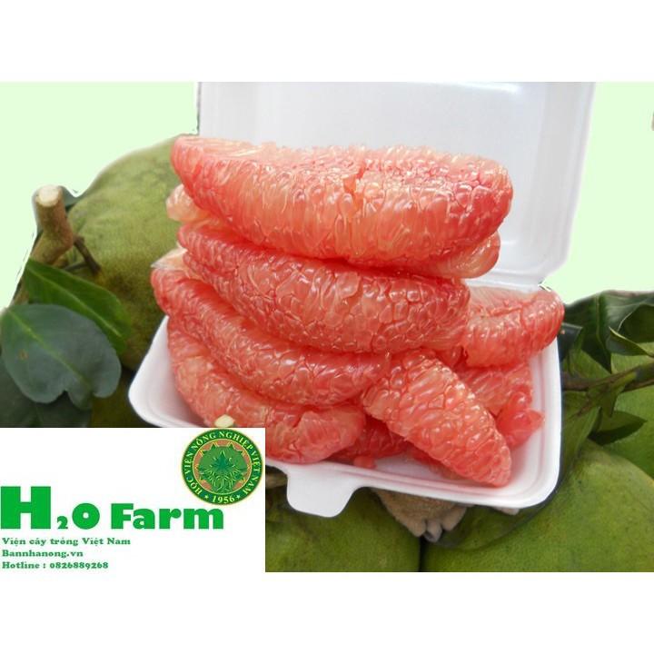 Cây Bưởi Da Xanh Chuẩn Giống Bến Tre Trái Ngọt Tép Mọng Nước + Tặng 01 cây dâu da đất