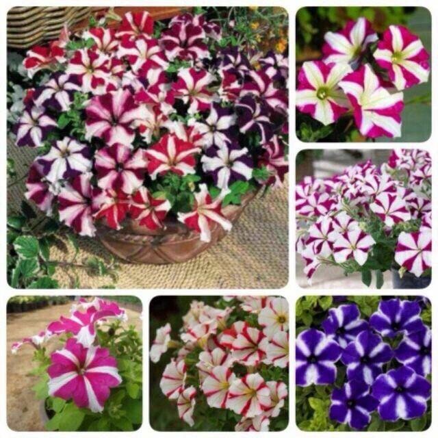 Hạt Giống Hoa Dạ Yến Thảo cánh đơn nhiều màu - 100 hạt/gói