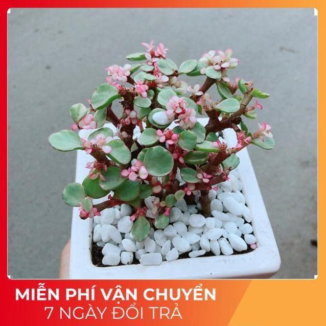 Chậu Đô La Hồng