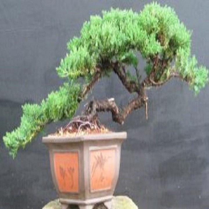 CÂY TÙNG XÀ BONSAI - CÂY THỦY TÙNG - NGỌA TÙNG SIÊU ĐẸP