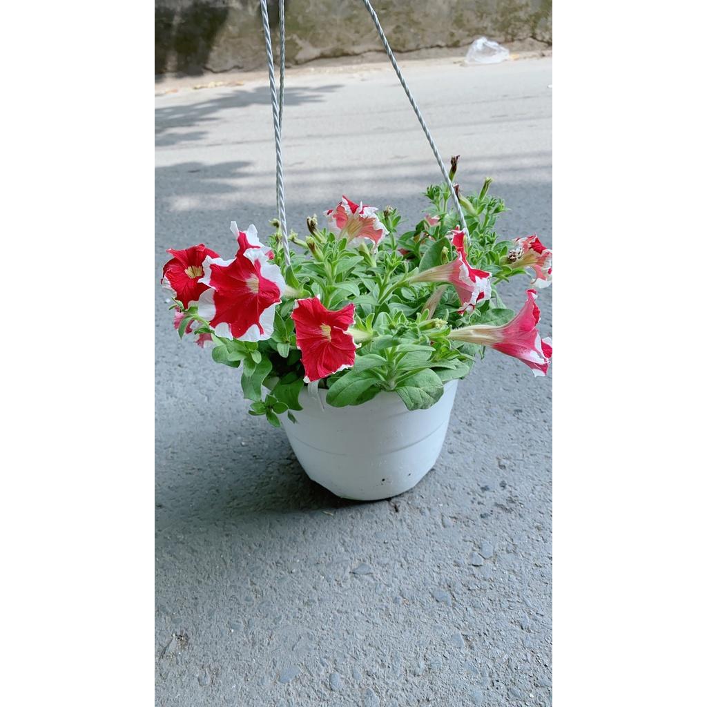 Chậu Hoa Dạ Yến Thảo