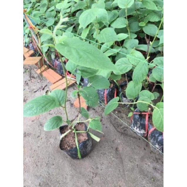 Sản phẩm CÂY GIỐNG KIWI