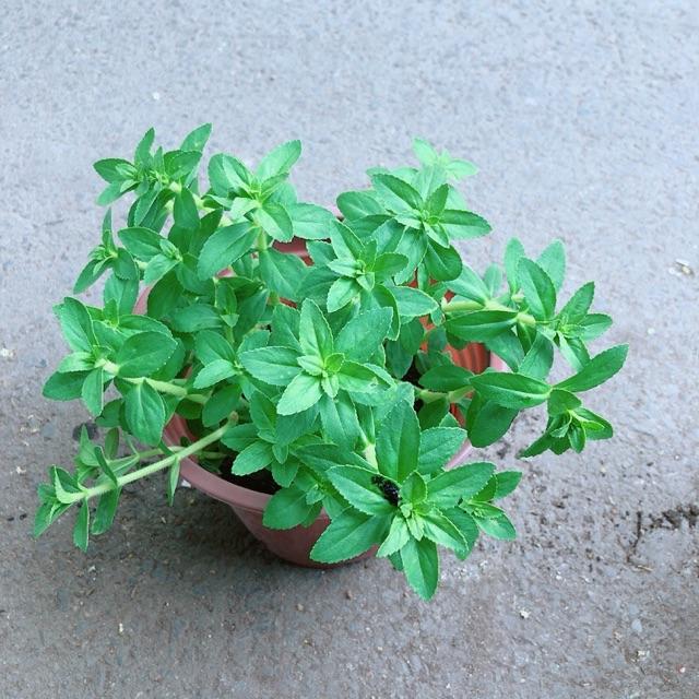 Chậu Cây Rau Ngổ