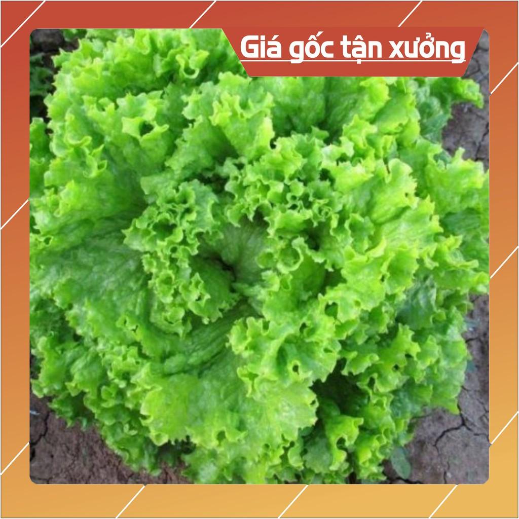 5Gr Hạt Giống Xà Lách Xoan Xanh