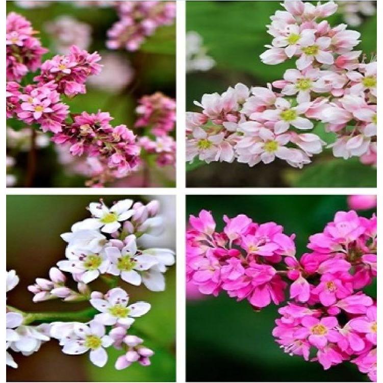 Hạt giống hoa tam giác mạch - 10gr/gói