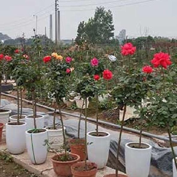 Bộ 2 gói hạt giống hoa hồng thân gỗ nhiều màu-gói 20 hạt
