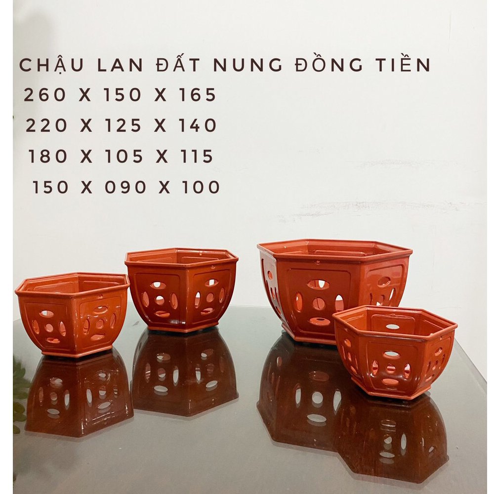 25 Chậu nhựa Đồng Tiền trồng lan cao cấp siêu bền đường kính 22x12.5x14cm- 77592