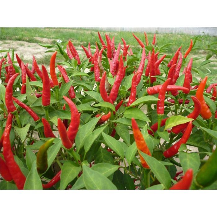 HẠT GIỐNG ỚT HIỂM LAI DEMON cao sản