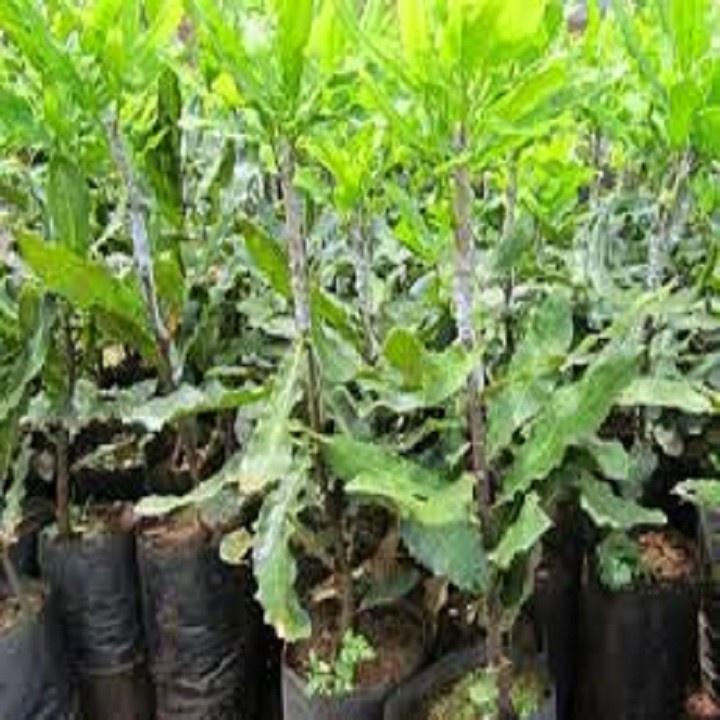 CÂY GIỐNG HẠT MACCA HÀNG GIEO HẠT